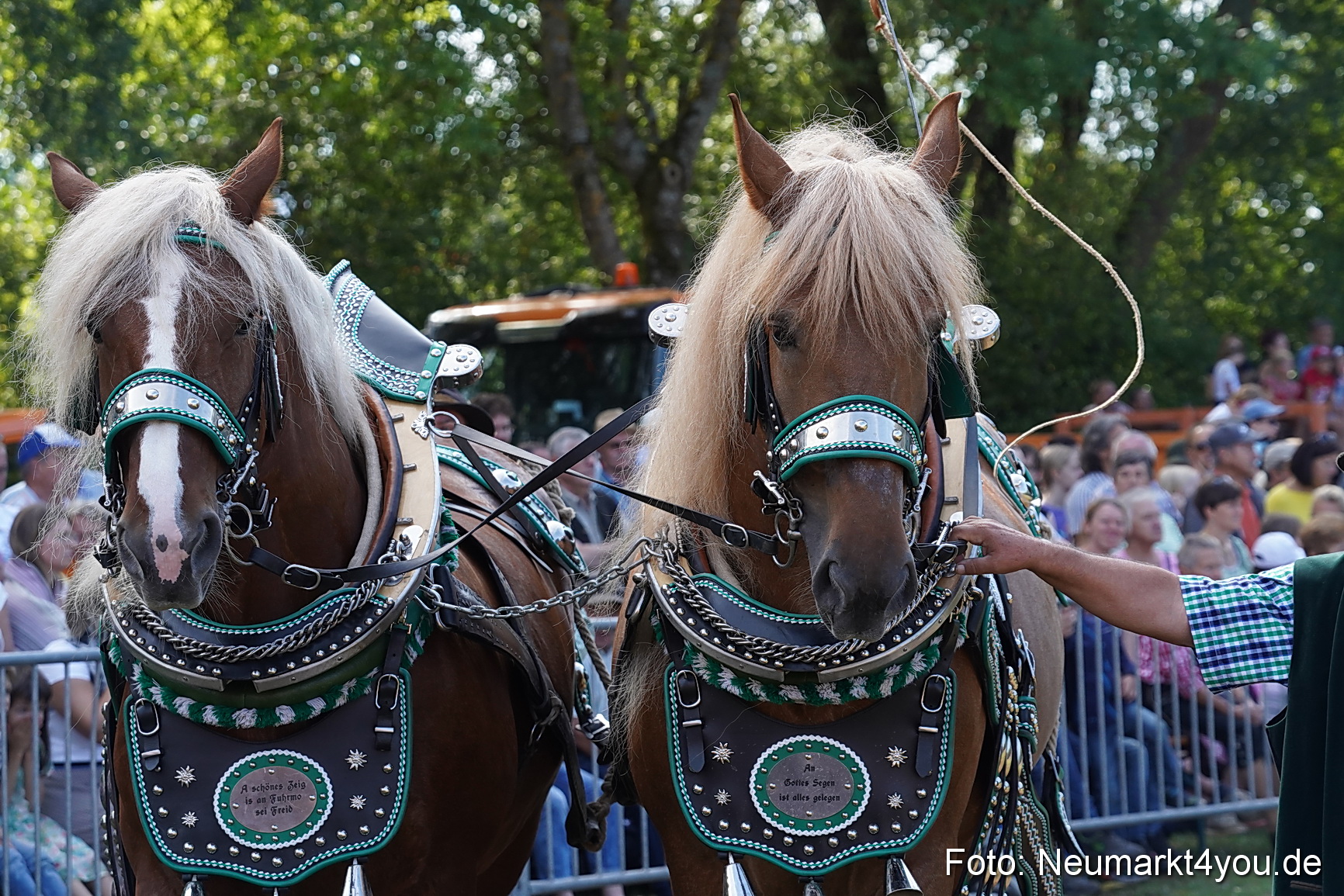 Pferde und Fohlenschau 2022 0183 